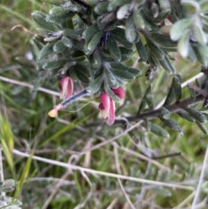 Grevillea lanigera at Mount Clear, ACT - 24 Nov 2022