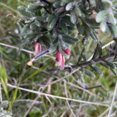 Grevillea lanigera (Woolly Grevillea) at Mount Clear, ACT - 24 Nov 2022 by NedJohnston