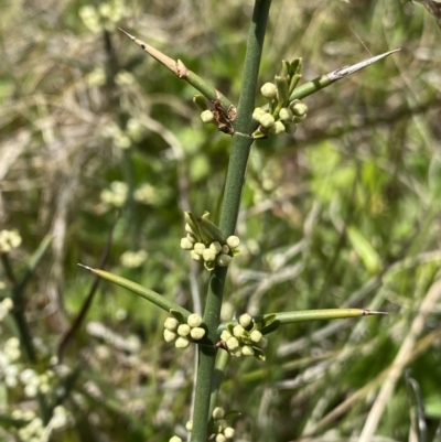 Discaria pubescens (Australian Anchor Plant) at Mount Clear, ACT - 24 Nov 2022 by Ned_Johnston