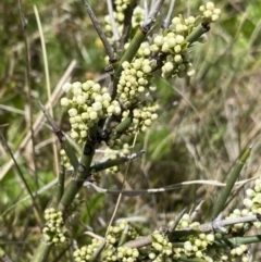 Discaria pubescens at Mount Clear, ACT - 24 Nov 2022