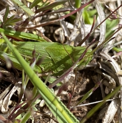 Perala viridis (Spring buzzer) at Mount Clear, ACT - 24 Nov 2022 by Ned_Johnston