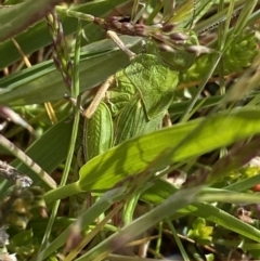 Perala viridis at Mount Clear, ACT - 24 Nov 2022