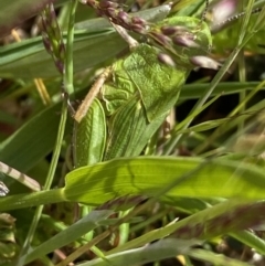 Perala viridis at Mount Clear, ACT - 24 Nov 2022