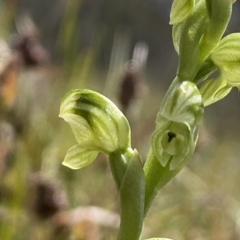 Hymenochilus crassicaulis (Alpine swan greenhood) at Mount Clear, ACT - 24 Nov 2022 by NedJohnston