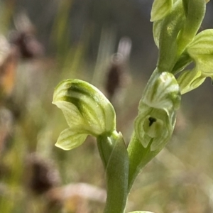 Hymenochilus crassicaulis at Mount Clear, ACT - 24 Nov 2022