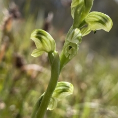 Hymenochilus crassicaulis at Mount Clear, ACT - suppressed