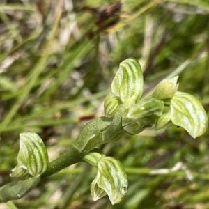 Hymenochilus crassicaulis at Mount Clear, ACT - suppressed