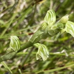 Hymenochilus crassicaulis at Mount Clear, ACT - 24 Nov 2022