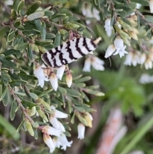 Technitis amoenana at Mount Clear, ACT - 24 Nov 2022