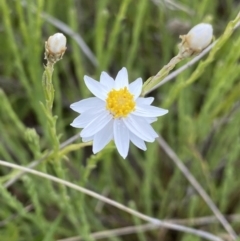 Rhodanthe anthemoides (Chamomile Sunray) at Mount Clear, ACT - 24 Nov 2022 by Ned_Johnston