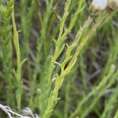 Rhodanthe anthemoides at Mount Clear, ACT - 24 Nov 2022