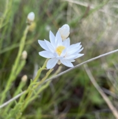 Rhodanthe anthemoides at Mount Clear, ACT - 24 Nov 2022