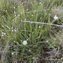 Rhodanthe anthemoides at Mount Clear, ACT - 24 Nov 2022