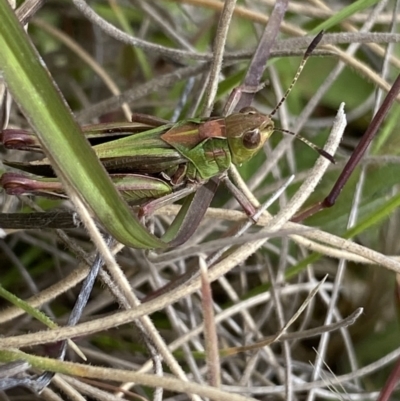 Perala viridis (Spring buzzer) at Shannons Flat, NSW - 24 Nov 2022 by NedJohnston