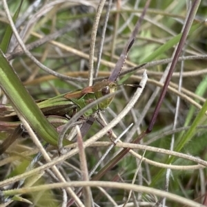 Perala viridis at Shannons Flat, NSW - 24 Nov 2022