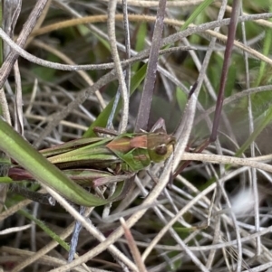 Perala viridis at Shannons Flat, NSW - 24 Nov 2022