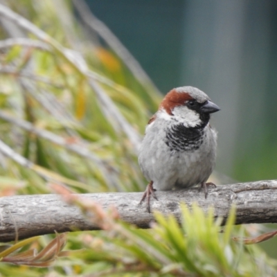 Passer domesticus (House Sparrow) at Queanbeyan River - 1 Dec 2022 by GlossyGal