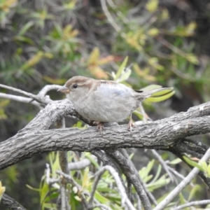 Passer domesticus at Queanbeyan, NSW - 1 Dec 2022