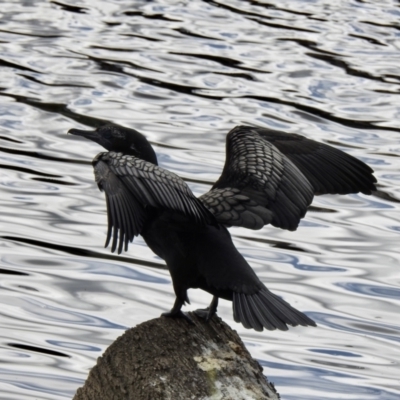 Phalacrocorax sulcirostris (Little Black Cormorant) at Queanbeyan, NSW - 1 Dec 2022 by GlossyGal