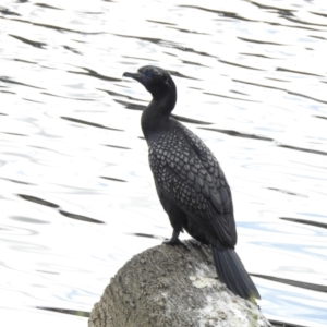 Phalacrocorax sulcirostris at Queanbeyan, NSW - 2 Dec 2022