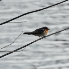 Hirundo neoxena (Welcome Swallow) at Queanbeyan River - 1 Dec 2022 by GlossyGal
