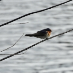 Hirundo neoxena (Welcome Swallow) at Queanbeyan, NSW - 2 Dec 2022 by GlossyGal