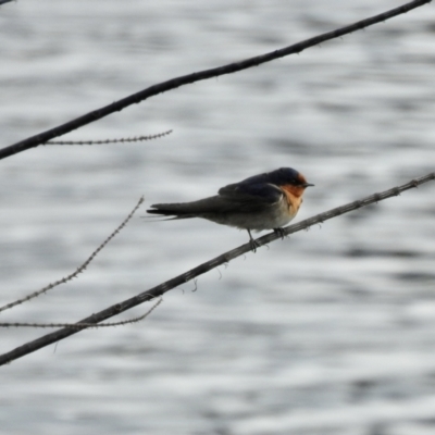 Hirundo neoxena (Welcome Swallow) at Queanbeyan, NSW - 2 Dec 2022 by GlossyGal