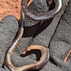 Anilios nigrescens (Blackish Blind Snake) at ANBG - 4 Dec 2022 by MTranter