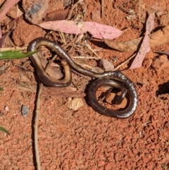 Anilios nigrescens at Acton, ACT - 5 Dec 2022 10:56 AM