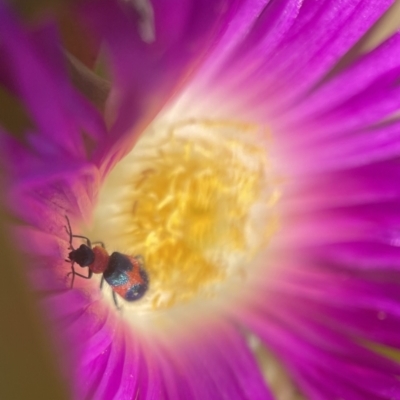 Dicranolaius cinctus (Notched-leg Red & Blue Flower Beetle) at Broulee, NSW - 4 Dec 2022 by PeterA