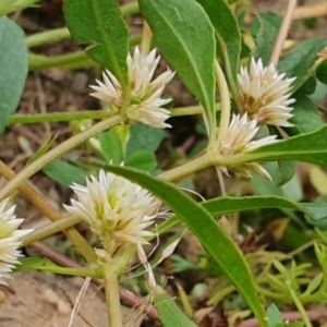 Alternanthera sp. A Flora of NSW (M. Gray 5187) J. Palmer at Gundaroo, NSW - 5 Dec 2022