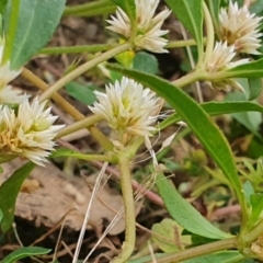 Alternanthera sp. A Flora of NSW (M. Gray 5187) J. Palmer at Gundaroo, NSW - 5 Dec 2022 01:40 PM