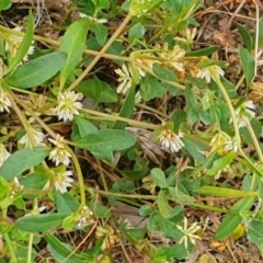 Alternanthera sp. A Flora of NSW (M. Gray 5187) J. Palmer at Gundaroo, NSW - 5 Dec 2022