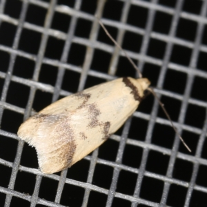 Heteroteucha anthodora at O'Connor, ACT - 3 Dec 2022