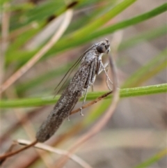 Phycitinae (subfamily) at Molonglo Valley, ACT - 2 Dec 2022 by CathB