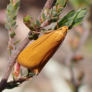 Eulechria electrodes at Molonglo Valley, ACT - 2 Dec 2022