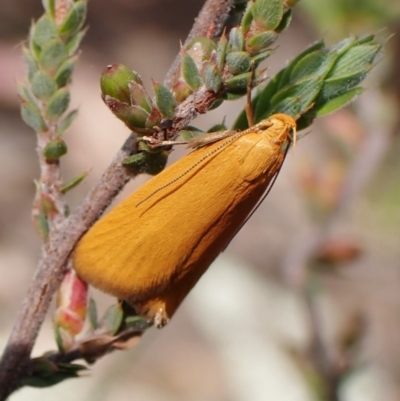Eulechria electrodes (Yellow Eulechria Moth) at Molonglo Valley, ACT - 2 Dec 2022 by CathB