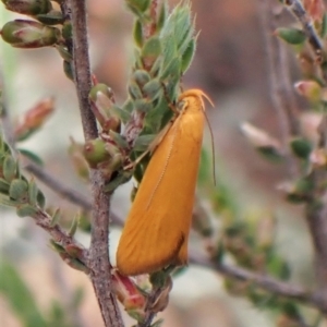 Eulechria electrodes at Molonglo Valley, ACT - 2 Dec 2022