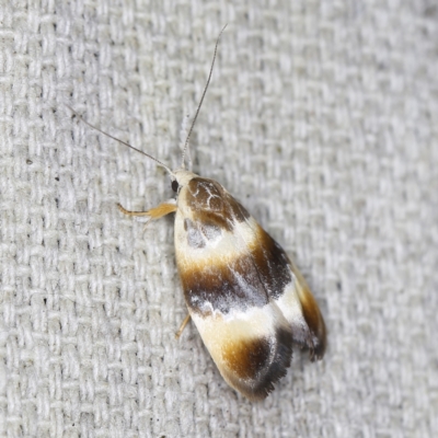 Piloprepes anassa (A Concealer moth) at O'Connor, ACT - 3 Dec 2022 by ibaird