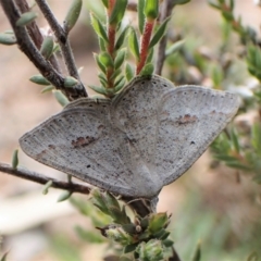 Casbia pallens (Pale Casbia) at Molonglo Valley, ACT - 2 Dec 2022 by CathB