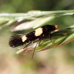 Gelechioidea (superfamily) at Molonglo Valley, ACT - 30 Nov 2022 by CathB