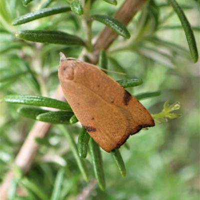 Tortricopsis uncinella (Wingia group) at Cook, ACT - 23 Nov 2022 by CathB