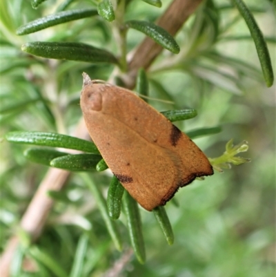 Tortricopsis uncinella (A concealer moth) at Cook, ACT - 22 Nov 2022 by CathB