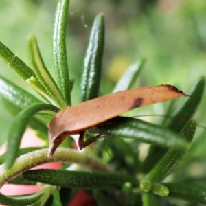 Tortricopsis uncinella at Cook, ACT - 23 Nov 2022