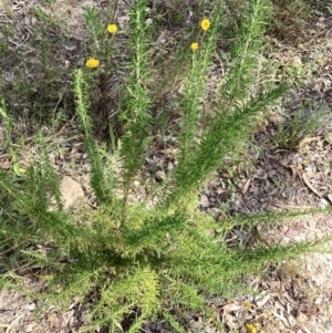 Cassinia aculeata subsp. aculeata at Kambah, ACT - 5 Dec 2022