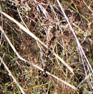 Adversaeschna brevistyla at Molonglo Valley, ACT - 2 Dec 2022