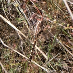 Adversaeschna brevistyla at Molonglo Valley, ACT - 2 Dec 2022