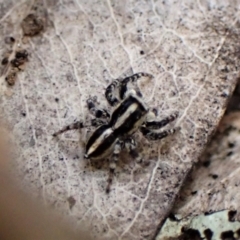 Euophryinae sp. (Mr Stripey) undescribed (Mr Stripey) at Molonglo Valley, ACT - 2 Dec 2022 by CathB