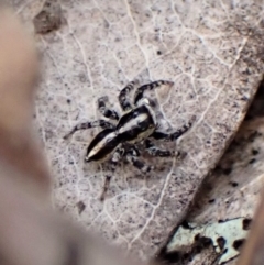 Euophryinae sp. (Mr Stripey) undescribed at Molonglo Valley, ACT - 2 Dec 2022 04:22 PM