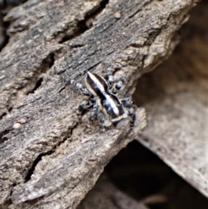 Euophryinae sp. (Mr Stripey) undescribed at Molonglo Valley, ACT - 2 Dec 2022 04:22 PM